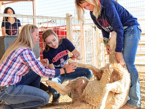 Students trimming hooves of sheep