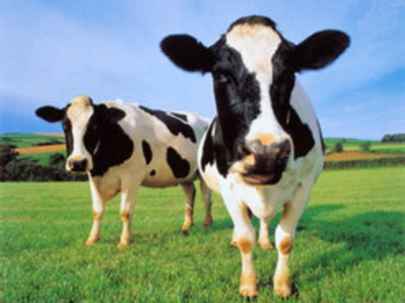 Dairy cows in pasture