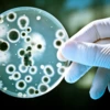 Gloved hand holding a petri dish